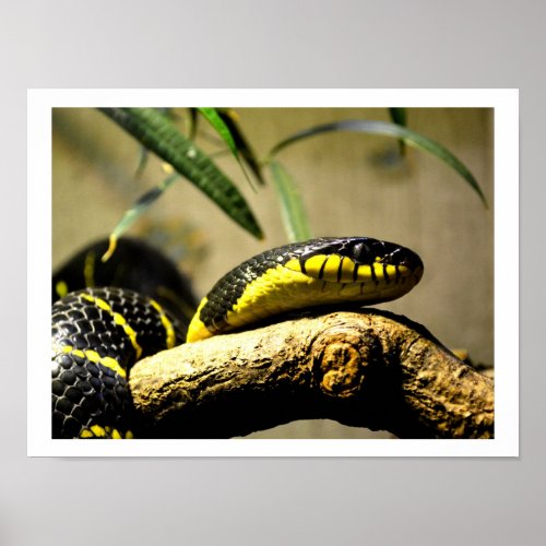 Black and yellow snake poster