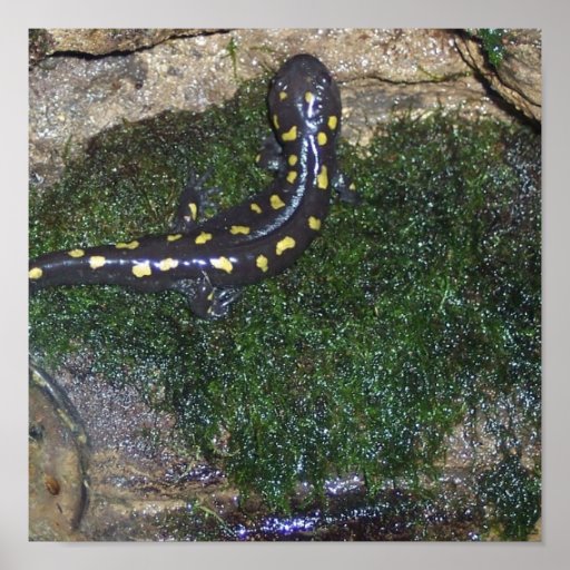 Black and Yellow Spotted Salamander Poster | Zazzle