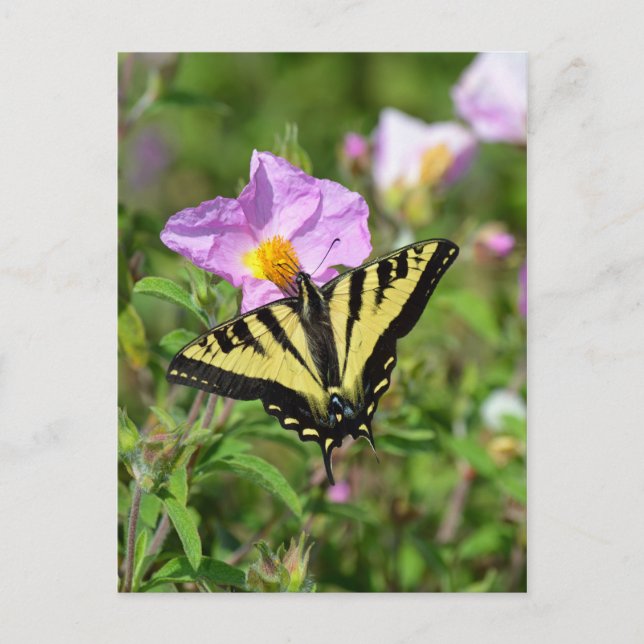 Black and yellow swallowtail butterfly postcard (Front)