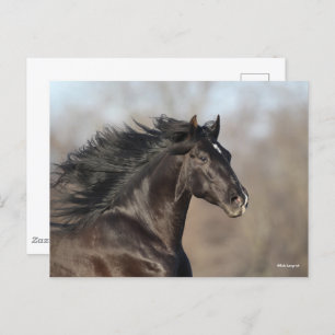 Black Andalucian Headshot Mane Flowing Postcard