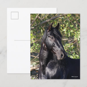 Black Andalucian Horse Standing Headshot Postcard