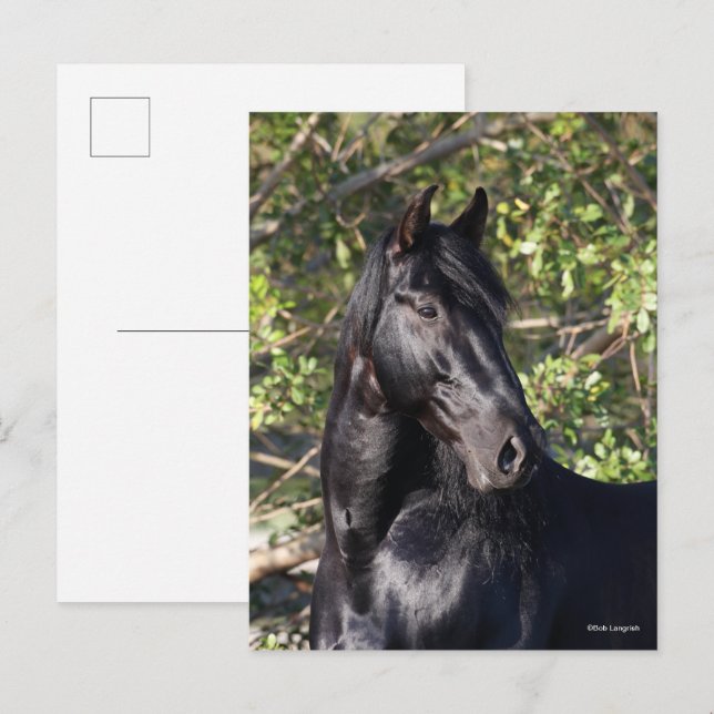 Black Andalucian Horse Standing Headshot Postcard (Front/Back)
