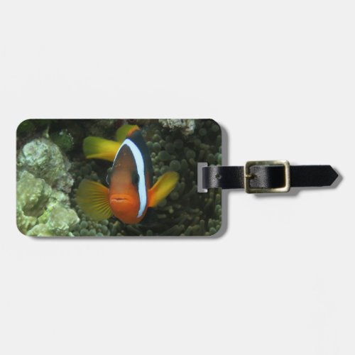 Black Anemonefish Amphiprion melanopus in Luggage Tag