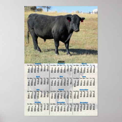 Black Angus at Pasture 2024 Calendar Poster
