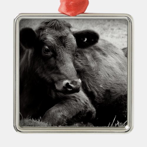 Black Angus Beef Cow Metal Ornament