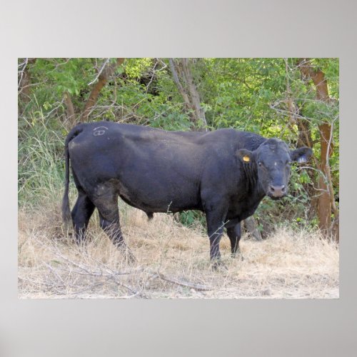 Black Angus Bull Poster