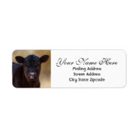 Black Angus Calf Return Address