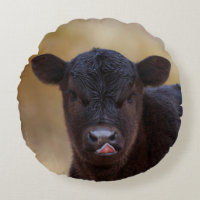 Black Angus Calf
