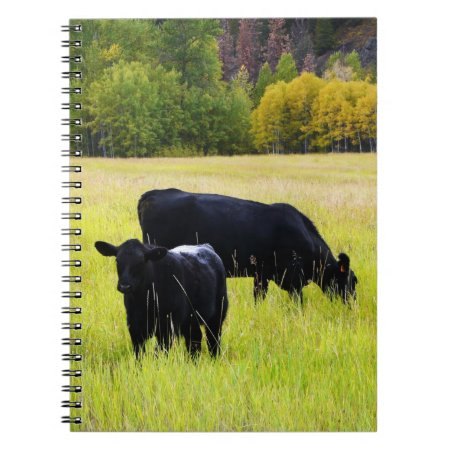 Black Angus Cattle Grazing In Yellow Grass Field Notebook