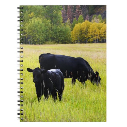 Black Angus Cattle Grazing in Yellow Grass Field Notebook