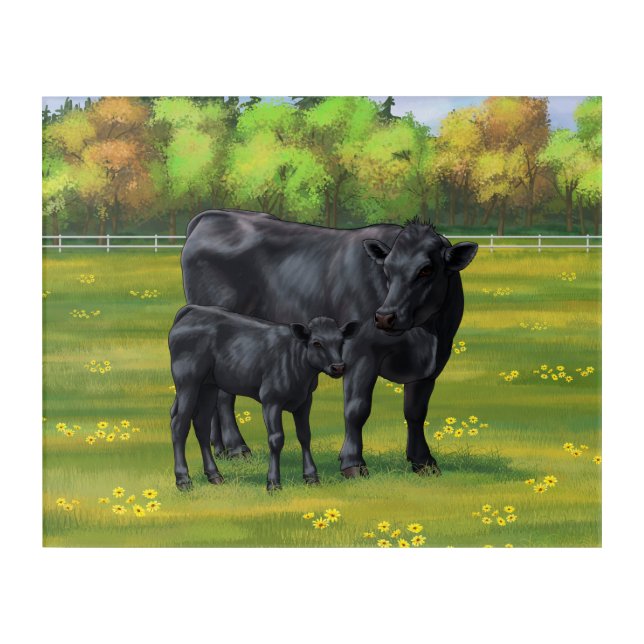Black Angus Cow & Cute Calf in Summer Pasture Acrylic Print (Front)
