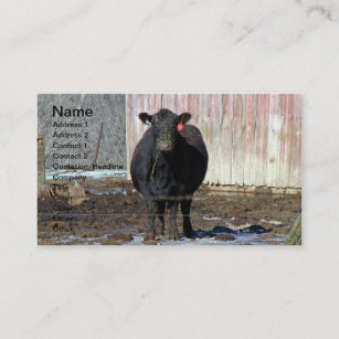 Black Angus Cow in Winter Business Card