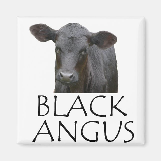 Black Angus Cow Magnet (Front)