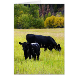 Black Angus Cows on Yellow Grass Rural Scene Cards