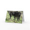 Black Angus Heifer Calves