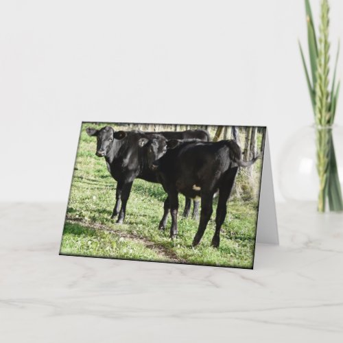 Black Angus Heifer Calves Card