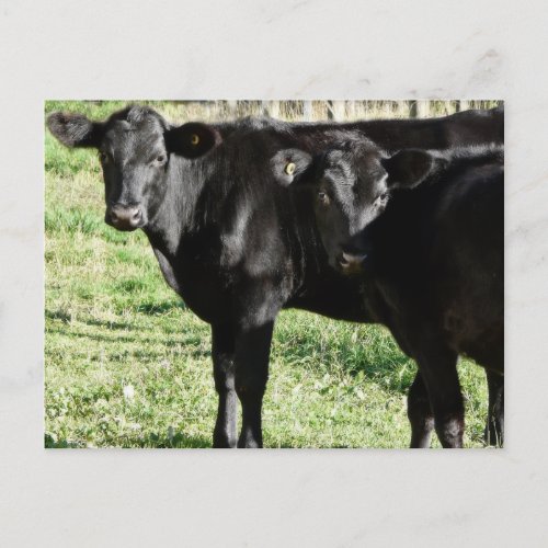 Black Angus Heifer Calves Postcard