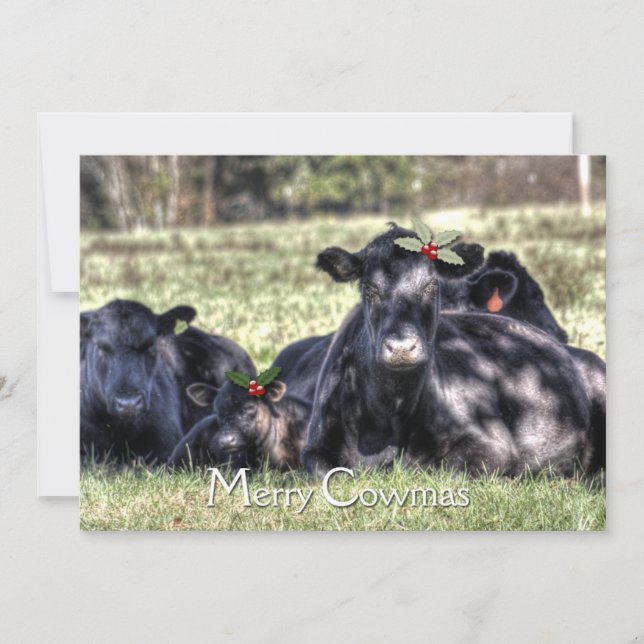 Black Angus Holly Merry Cowmas Greeting Holiday Card (Front)