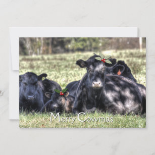 Black Angus Holly Merry Cowmas Greeting Holiday Card
