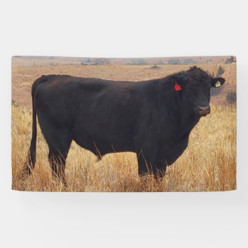 Black Angus Steer Grazing with its Herd Banner