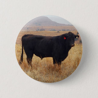 Black Angus Steer Grazing with its Herd Button