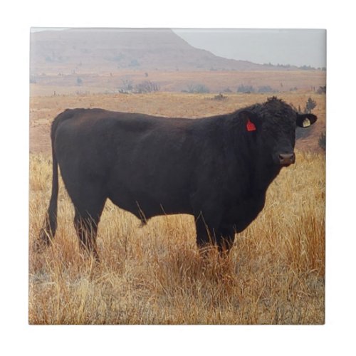 Black Angus Steer Grazing with its Herd Ceramic Tile