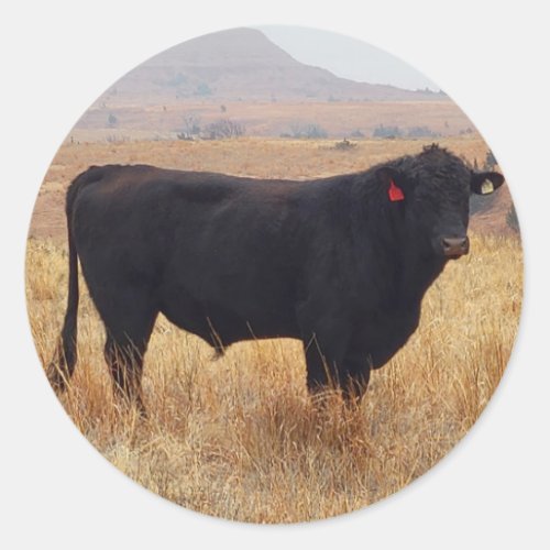 Black Angus Steer Grazing with its Herd Classic Round Sticker