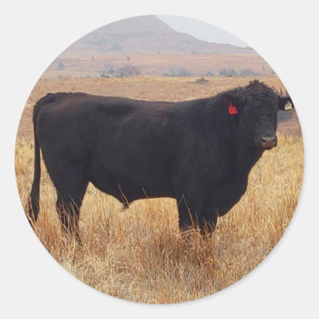 Black Angus Steer Grazing with its Herd Classic Round Sticker (Front)