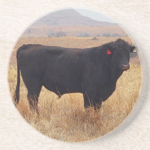 Black Angus Steer Grazing with its Herd Coaster