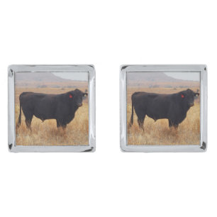 Black Angus Steer Grazing with its Herd Cufflinks