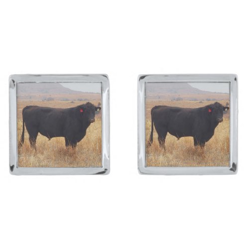 Black Angus Steer Grazing with its Herd Cufflinks