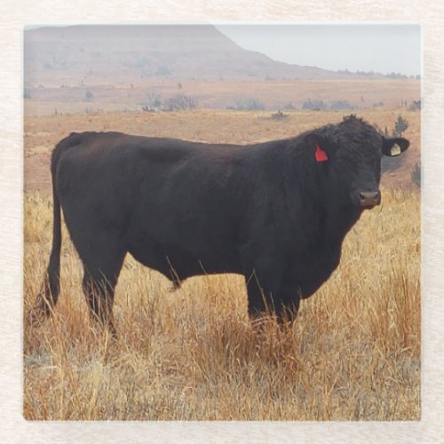 Black Angus Steer Grazing with its Herd Glass Coaster