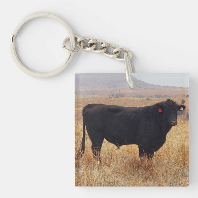 Black Angus Steer Grazing with its Herd Keychain (Front)