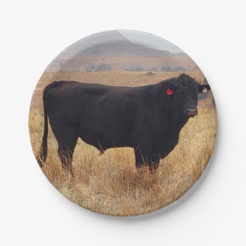 Black Angus Steer Grazing with its Herd Paper Plates