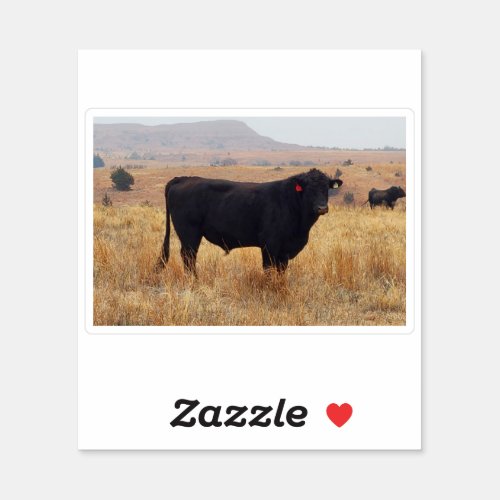 Black Angus Steer Grazing with its Herd Sticker