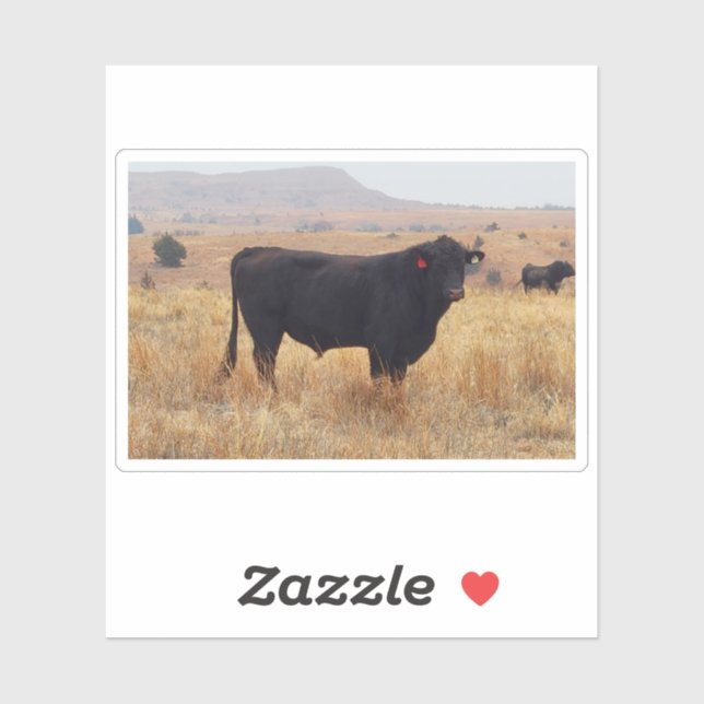 Black Angus Steer Grazing with its Herd Sticker (Sheet)