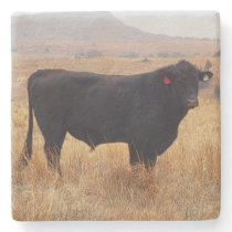 Black Angus Steer Grazing with its Herd Stone Coaster