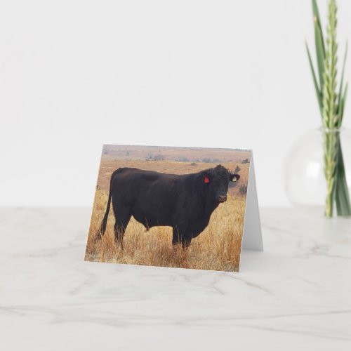 Black Angus Steer Grazing with its Herd Thank You Card