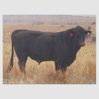 Black Angus Steer Grazing with its Herd Tissue Paper