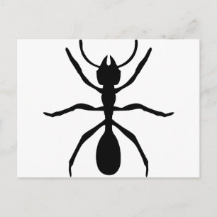 black ant postcard