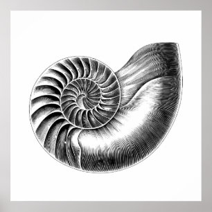 Black Antique Nautilus Scientific Illustration Poster
