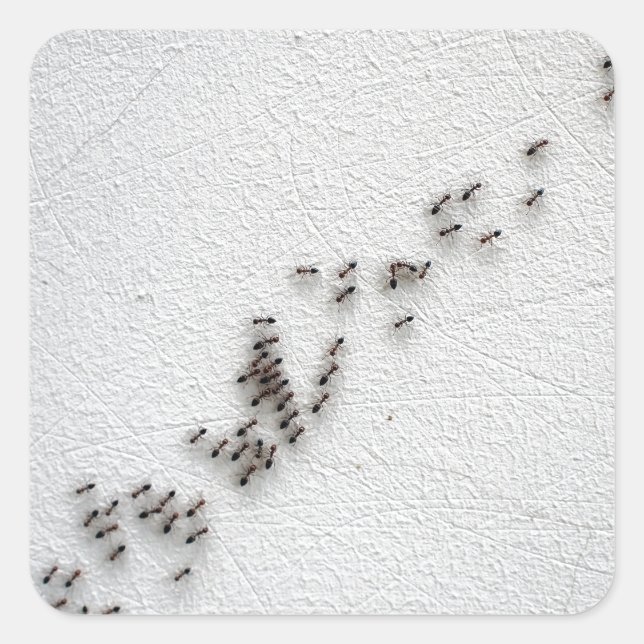 Black ants are following each other in a chain square sticker (Front)