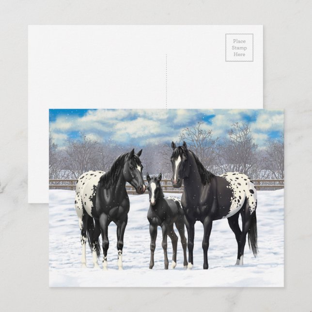 Black Appaloosa Horses In Snow Postcard (Front/Back)