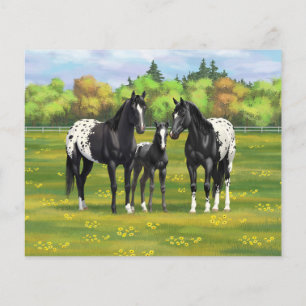 Black Appaloosa Horses In Summer Pasture