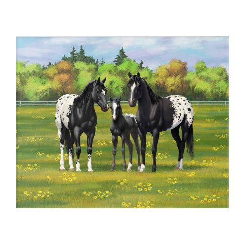 Black Appaloosa Horses In Summer Pasture Acrylic Print