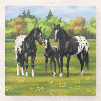 Black Appaloosa Horses In Summer Pasture Glass Coaster