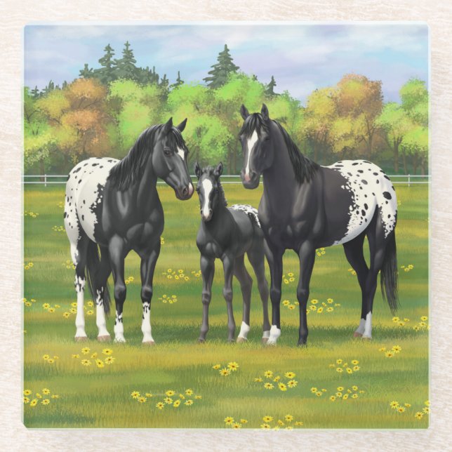 Black Appaloosa Horses In Summer Pasture Glass Coaster (Front)