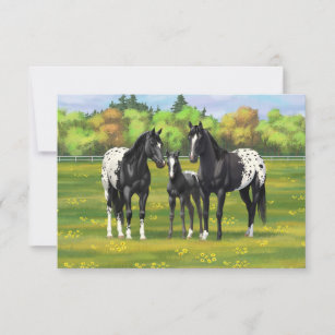 Black Appaloosa Horses In Summer Pasture Invitation