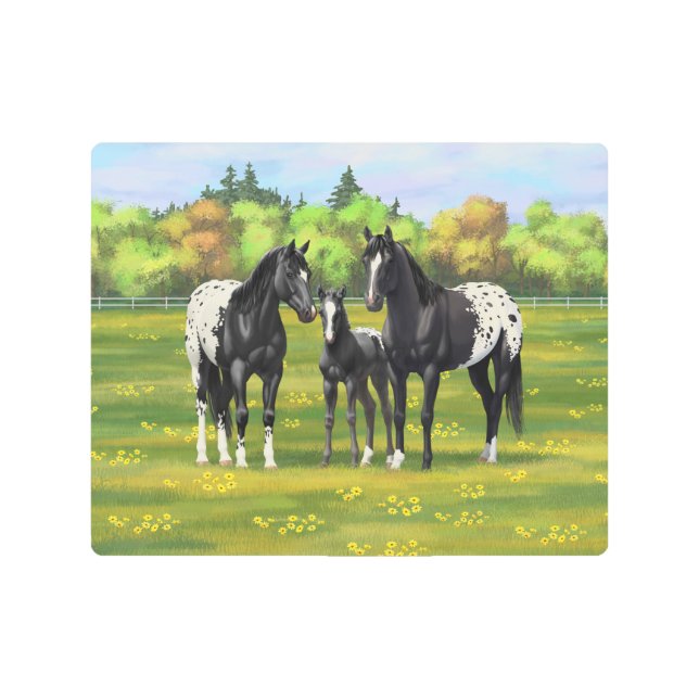 Black Appaloosa Horses In Summer Pasture Metal Print (Front)