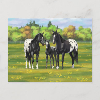 Black Appaloosa Horses In Summer Pasture Postcard